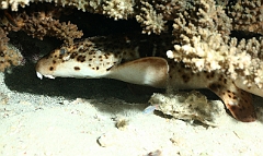 Raja Ampat 2016 - Hemiscyllium freycineti - Raja epaulette shark - Requin marcheur ou chabot -IMG_4700_rc